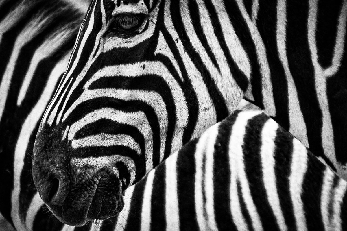 Por que camelo, zebra e vira-lata caramelo estão roubando a cena dos unicórnios | Startups | pipelinevalor