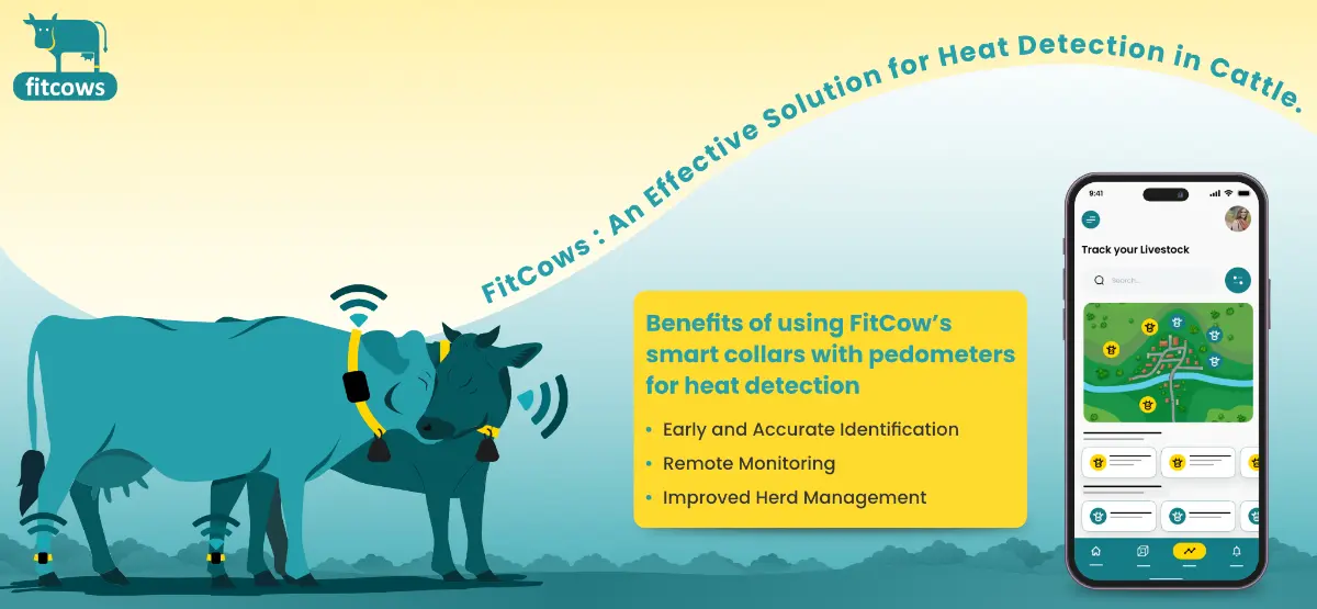 heat detection in cattle