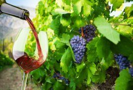 Best Wine Tours in Tuscany Italy